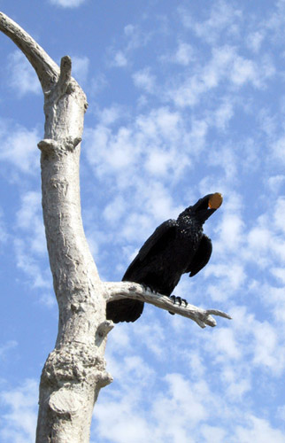Raven Catches the Sun
